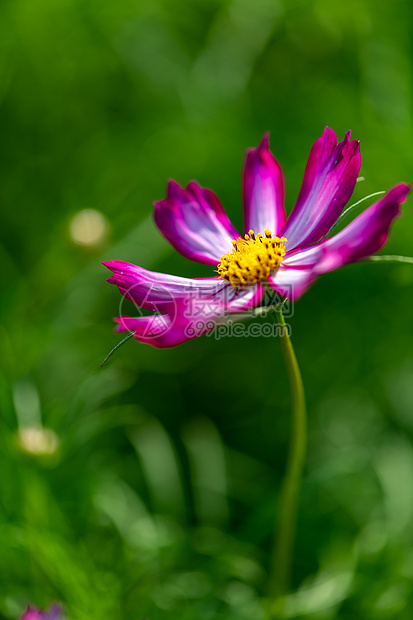 格桑花特写图片