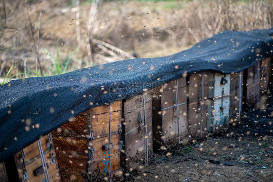 花海中的蜜蜂养殖箱图片