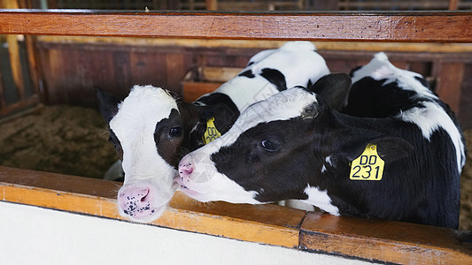 高山牧场奶牛食品高清图片素材