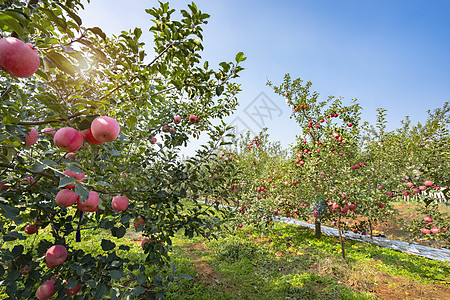 苹果果园丰收的果树高清图片