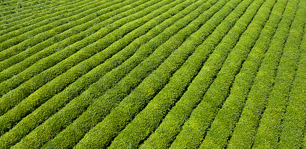 贵州安顺春茶种植基地图片