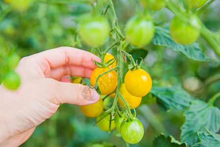 黄色小番茄水果樱桃小番茄背景