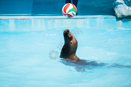 海狮戏球海狮水中表演顶球背景