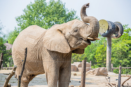上海野生动物园非洲象背景图片