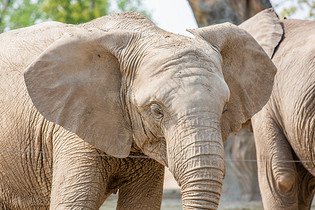非洲象的大耳朵图片