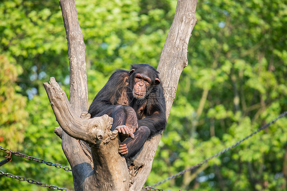 做在树杈上的大猩猩图片