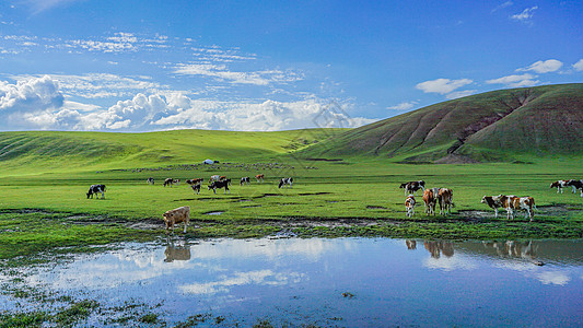 呼伦贝尔草原河边的牛群天空高清图片素材