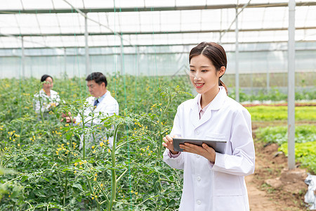 农业培育科学家平板电脑观察植物图片