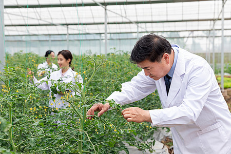 农业培育科学家观察植物背景图片