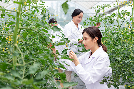 农业培育科学家观察植物图片