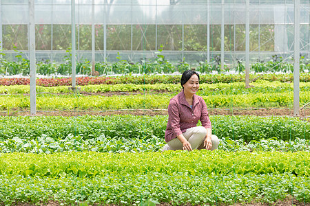 蔬菜大棚内农民摘菜图片