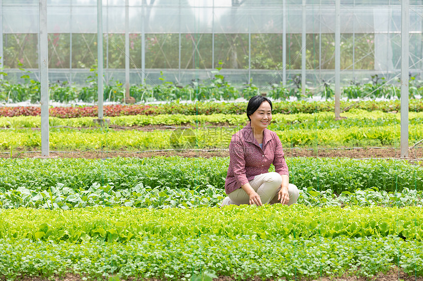 蔬菜大棚内农民摘菜图片