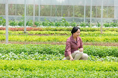 蔬菜大棚内农民摘菜背景