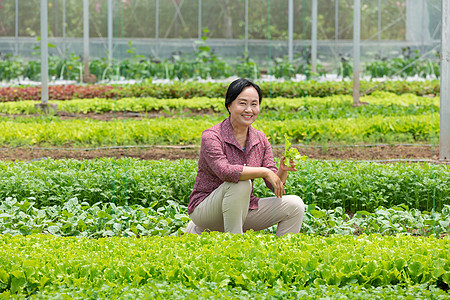 蔬菜大棚内农民摘菜图片