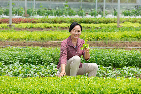 蔬菜大棚内农民摘菜图片