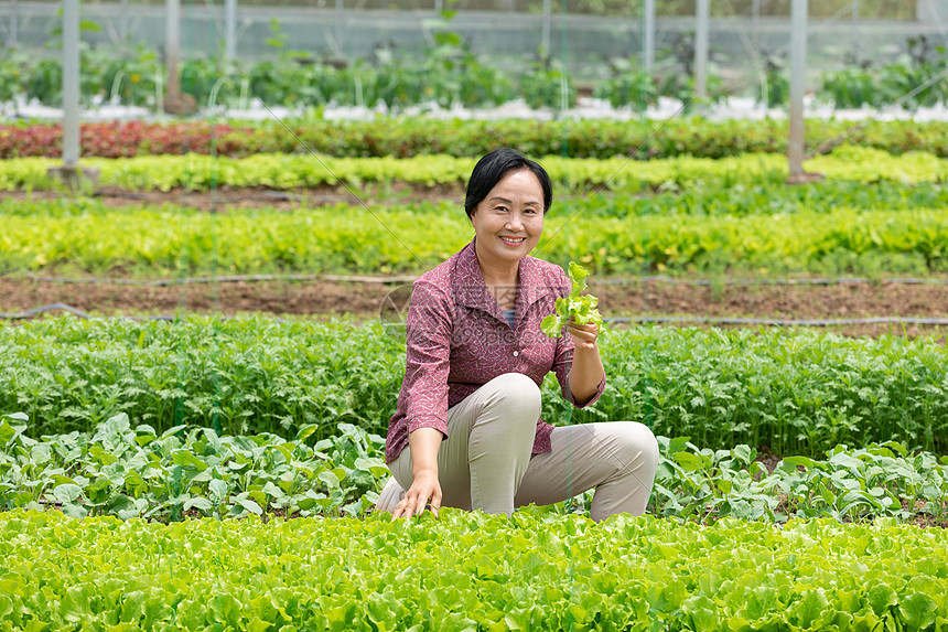 蔬菜大棚内农民摘菜图片