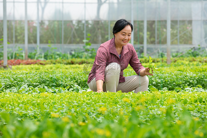 蔬菜大棚内农民摘菜图片