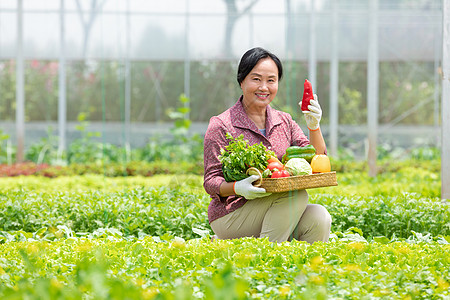 蔬菜大棚内农民摘菜图片