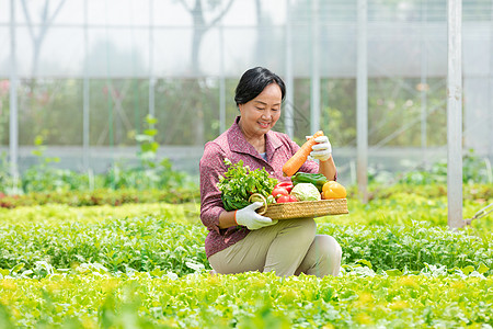 蔬菜大棚内农民摘菜图片