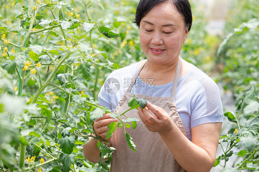 蔬菜大棚内农民摘菜