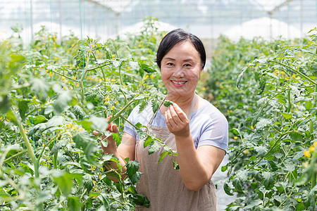 蔬菜大棚内农民摘菜图片