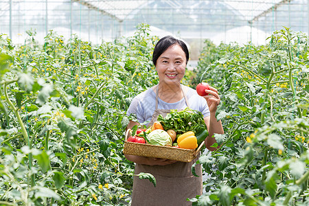 蔬菜大棚内农民摘菜图片