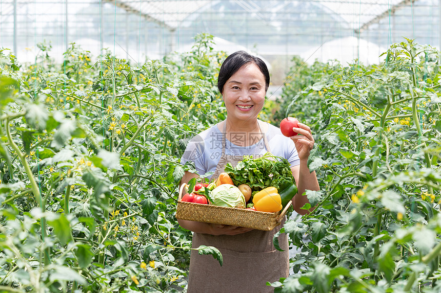 蔬菜大棚内农民摘菜图片