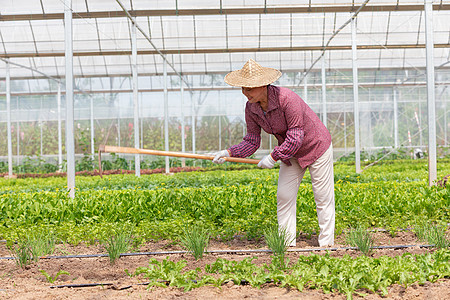 蔬菜大棚内农民耕地图片