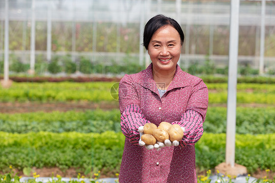 蔬菜大棚内农民拿着土豆图片