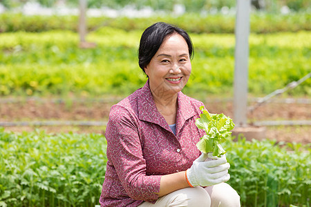 蔬菜大棚内农民摘菜图片