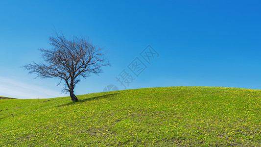 草原上孤独树新疆草原上孤独的树背景