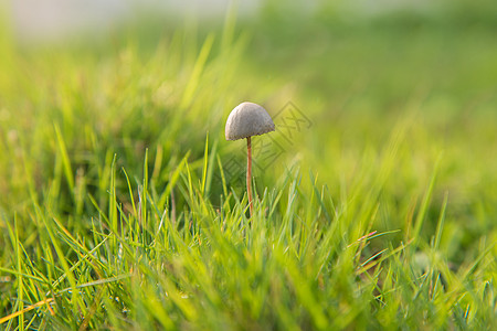 阳光下的蘑菇图片