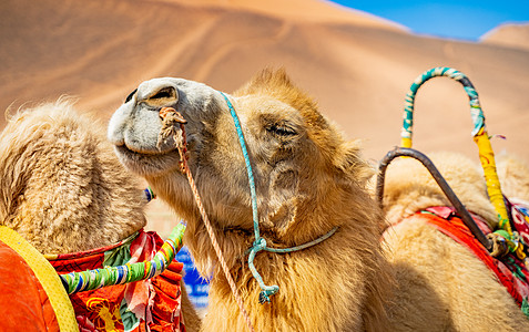 沙漠骆驼背景图片