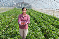 草莓大棚农民采摘草莓图片