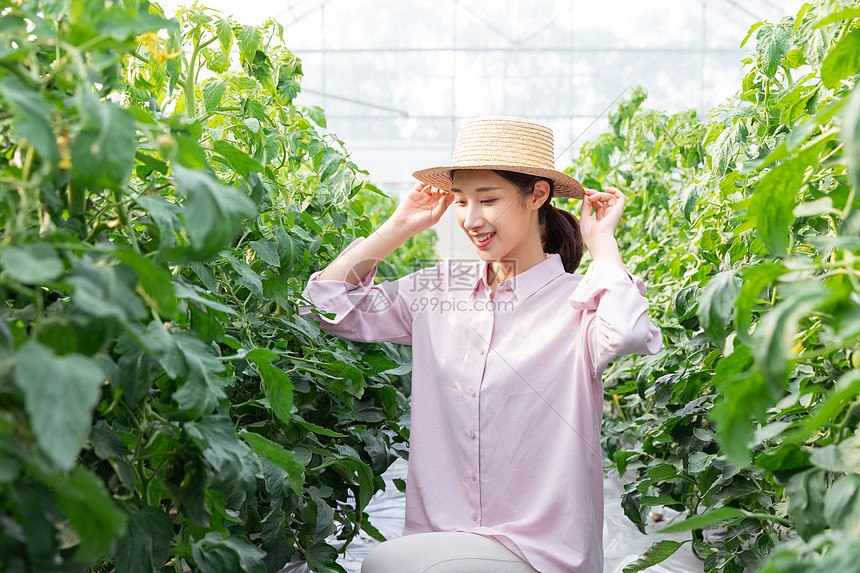 青年女性蔬菜大棚采摘西红柿图片