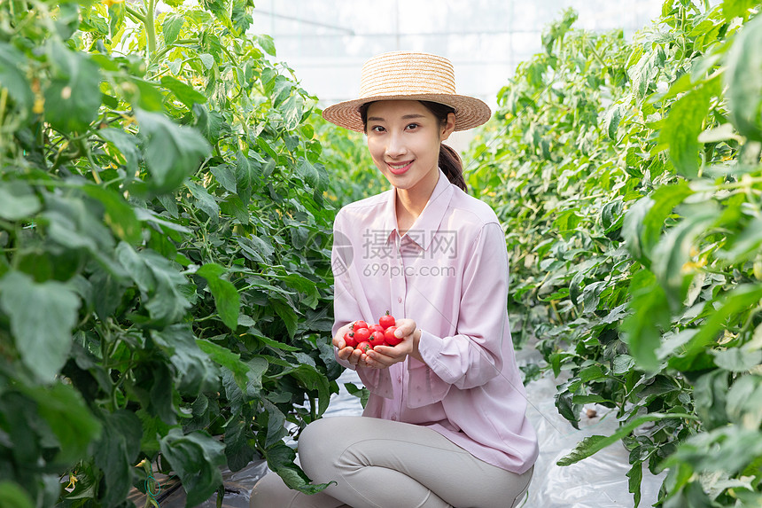 青年女性蔬菜大棚采摘西红柿图片