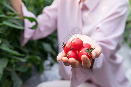 青年女性蔬菜大棚采摘西红柿图片