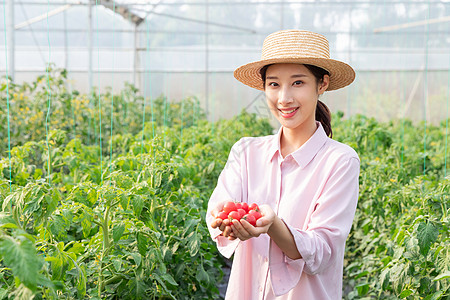 青年女性蔬菜大棚采摘西红柿图片