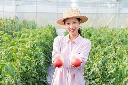 青年女性蔬菜大棚采摘西红柿图片