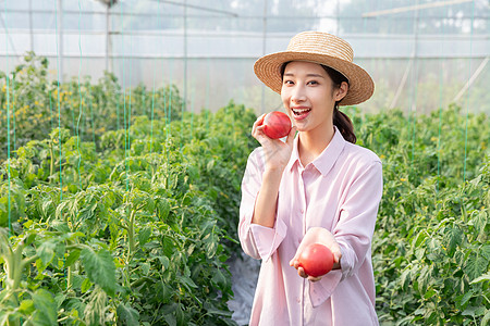 青年女性蔬菜大棚采摘西红柿图片