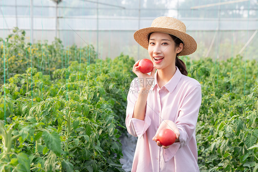 青年女性蔬菜大棚采摘西红柿图片