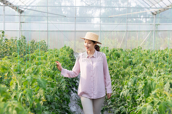 青年女性蔬菜大棚采摘西红柿图片