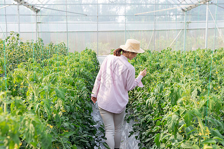 青年女性蔬菜大棚采摘西红柿背景