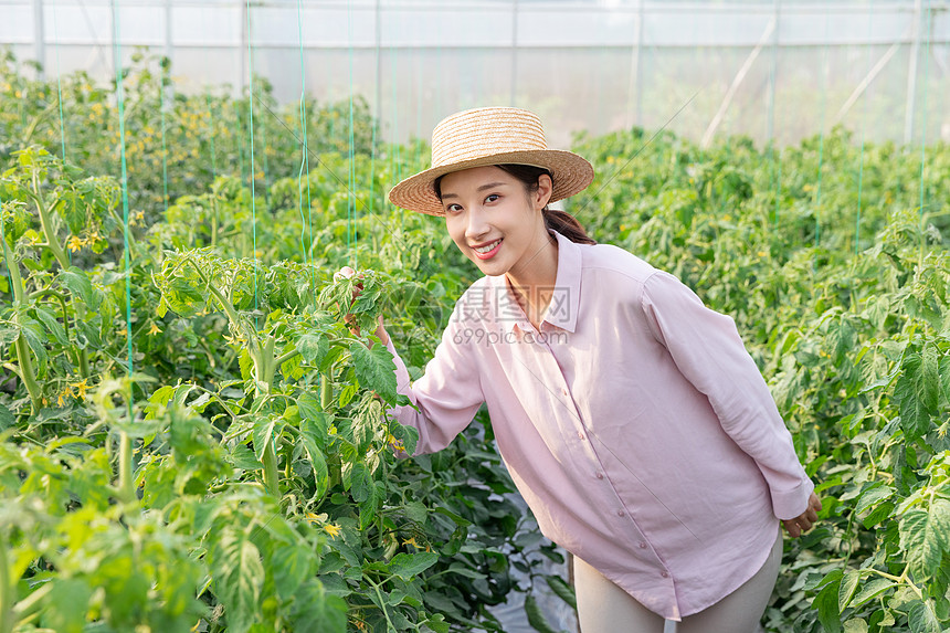 青年女性蔬菜大棚采摘西红柿图片