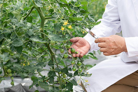 农业培养科学家研究植物背景图片