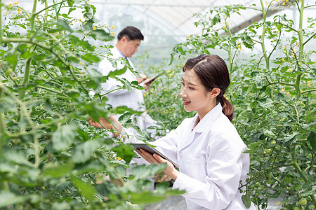 农业培养科学家研究植物背景图片