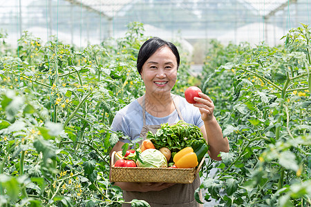 农民蔬菜大棚采摘蔬菜背景图片