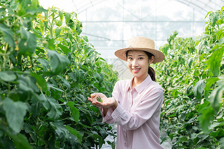 青年女性西红柿大棚采摘西红柿图片