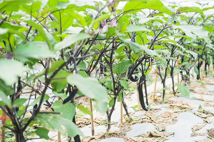 茄子种植大棚图片