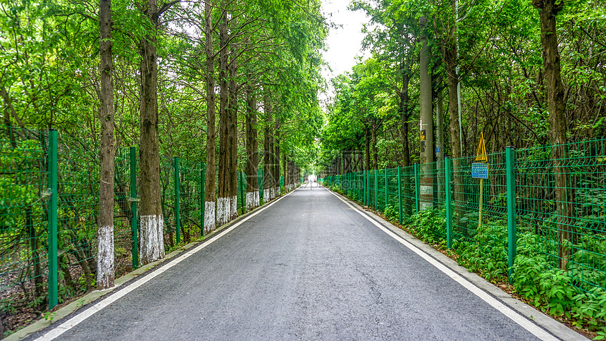 夏日林荫大道